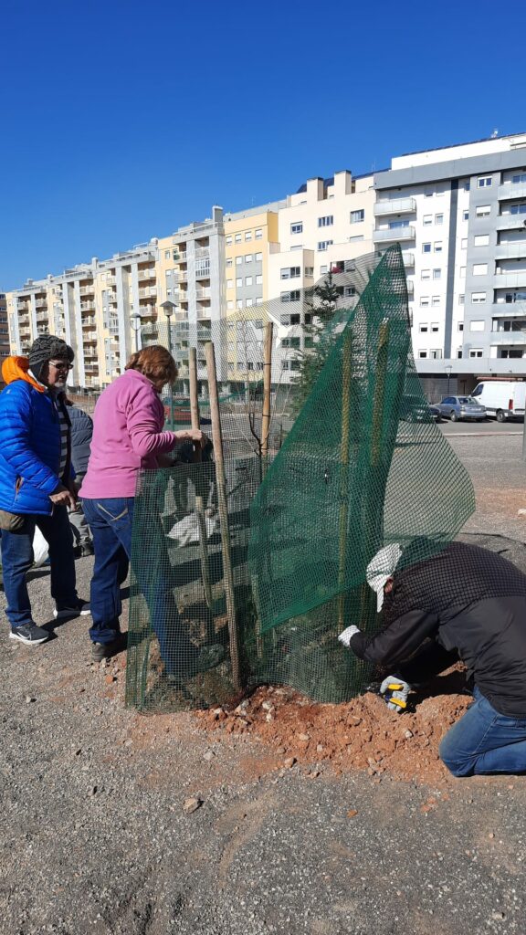 Mantenimiento de los olmos plantados en 2020