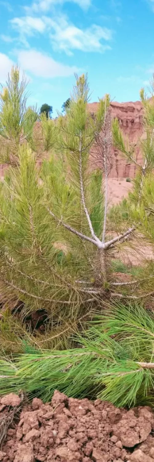 Arbol pequeño teruel